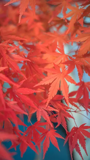 灿烂枫叶清新唯美微距摄影