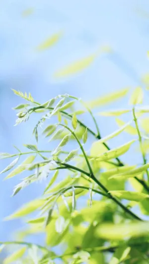 清新迷人绿叶风景图片