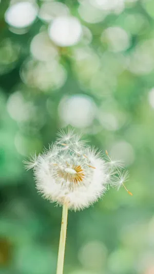 蒲公英小清新养眼摄影