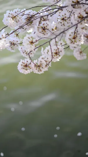 日系小清新樱花迷人摄影第1张