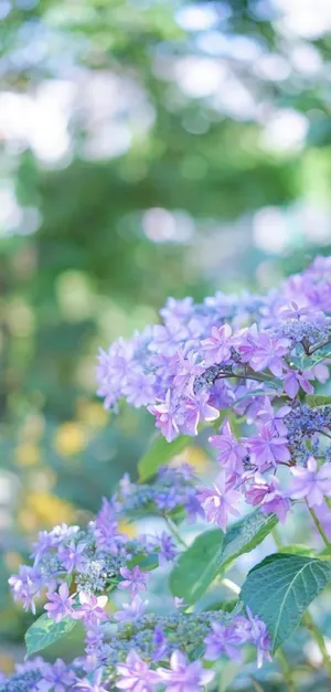 小清新唯美绣球花暖心花语