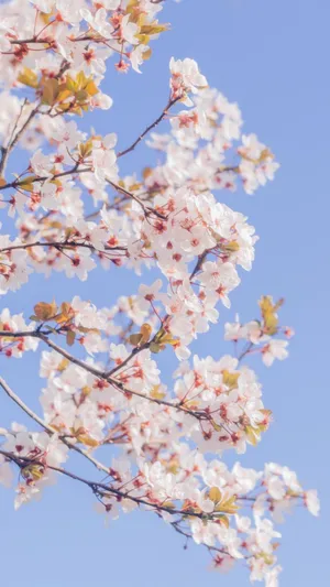 樱花满似枝头