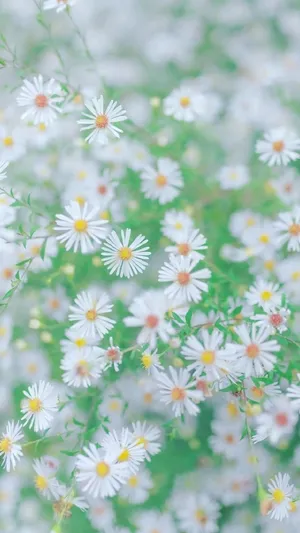 遍地满似小雏菊_1