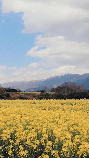 绚丽的油菜花花海风光