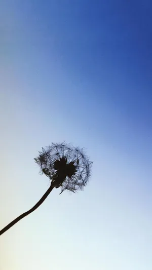 摄影下小清新蒲公英