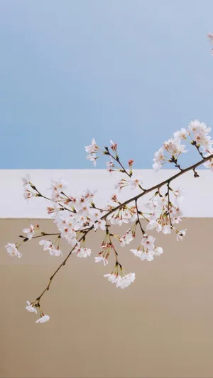 樱花烂漫