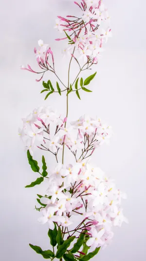 清新淡雅的茉莉花