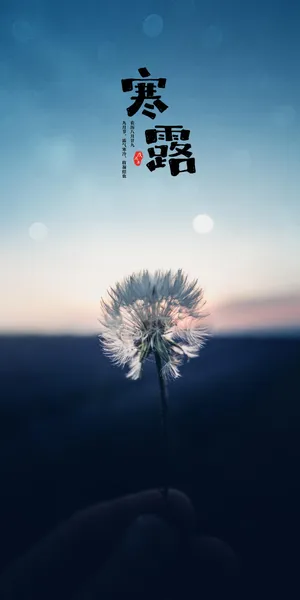 寒露:美丽蒲公英