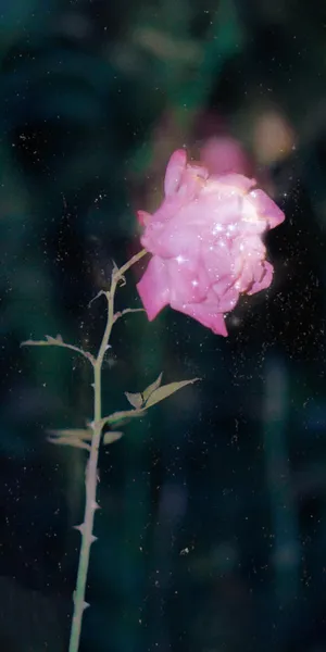 闪烁着光芒的花