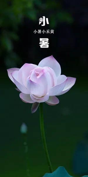 小暑:亭亭玉立的莲花