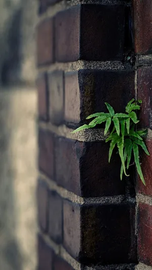 从墙缝里长出来的小草