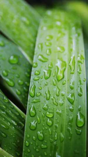 谷雨是春季最后一个节气