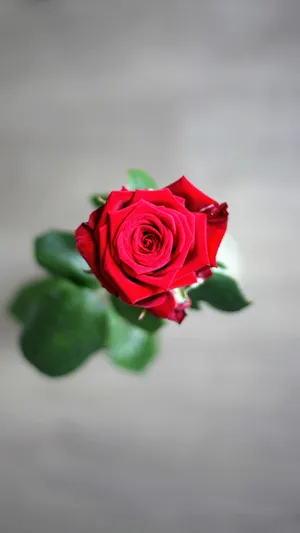 鲜艳的玫瑰花