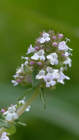 百里香的花语