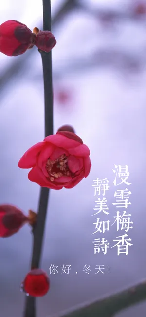 漫雪梅香 静美如诗_1