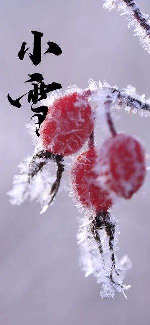浆果时序