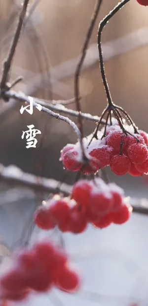 小雪时节的红色浆果