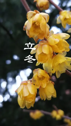立冬到,腊梅俏