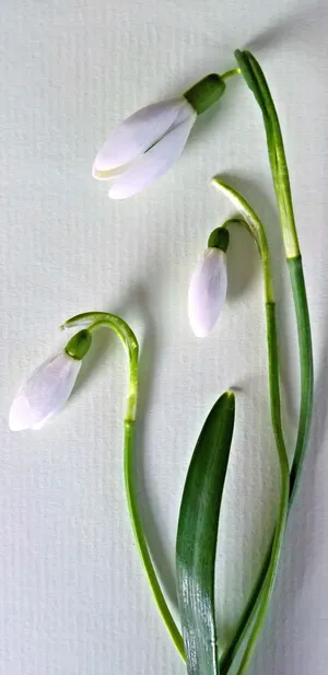 代表希望的雪花莲