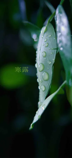 寒露时节露水多