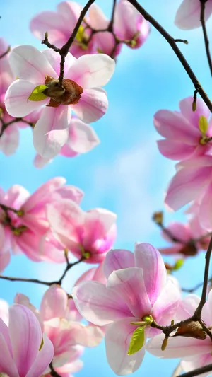 春暖花开——玉兰