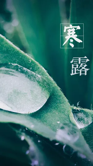 寒露的水气容易凝结成霜_1