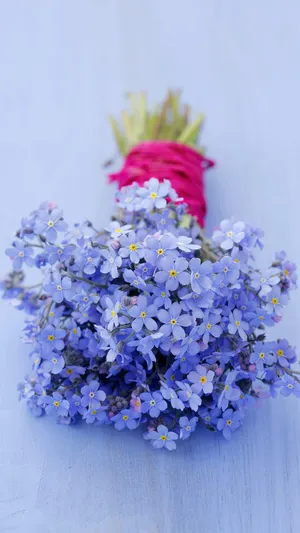 勿忘我的花语