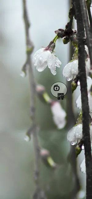 白露白迷迷第1张