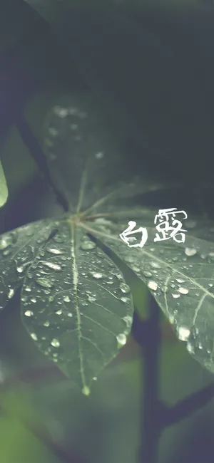 白露是秋天的第三个节气
