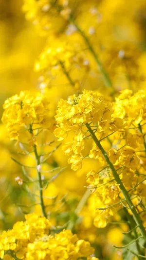 菊花盛开