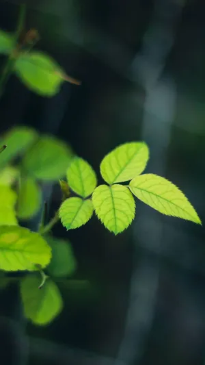 茂盛的绿叶