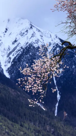 林芝漫山遍野的桃花