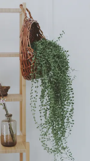 清新唯美的小草_1