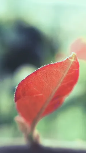 叶子的季节