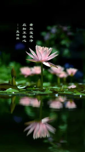 圣洁的莲花
