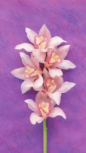 浪漫粉花_1