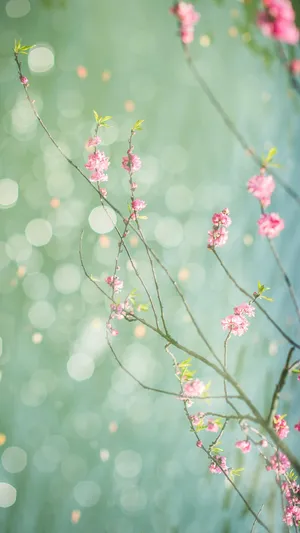 花开枝头