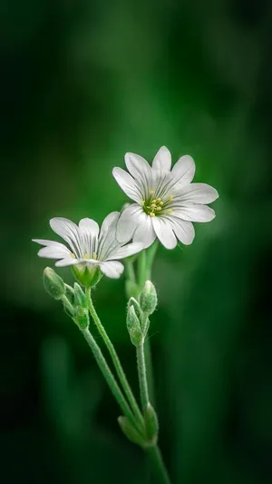 白花