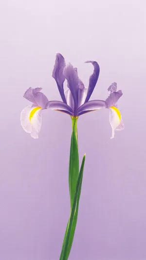 鸢尾花