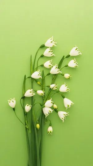 雪铃花_1