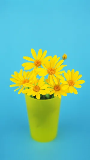 黄色小花_1