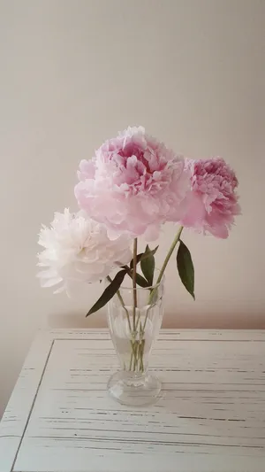 盛开的花