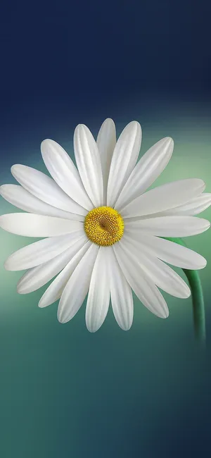 孤独的雏菊