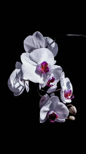 玉兰花_1