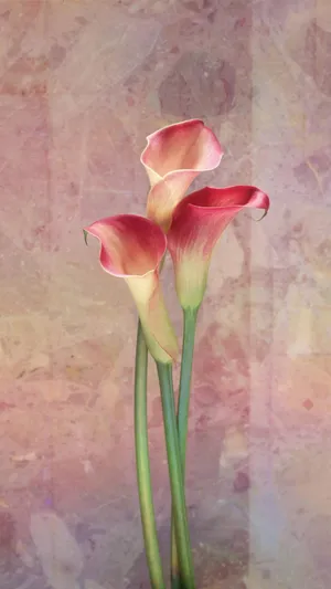 花开时_1