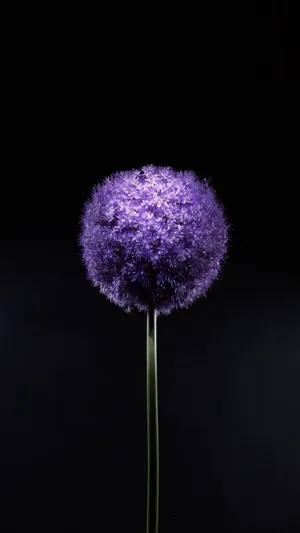 大花葱