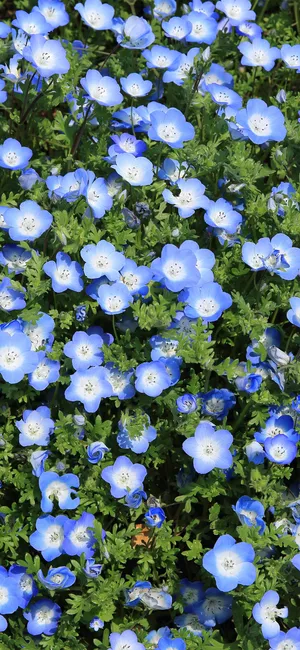 粉蝶花汇成蓝色海洋