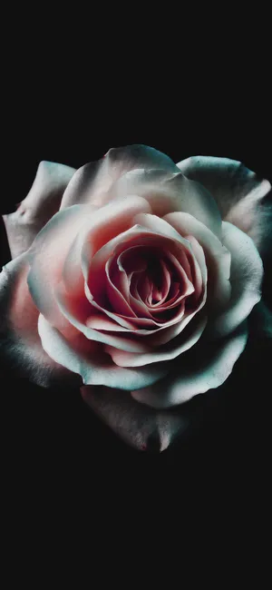 粉色玫瑰花
