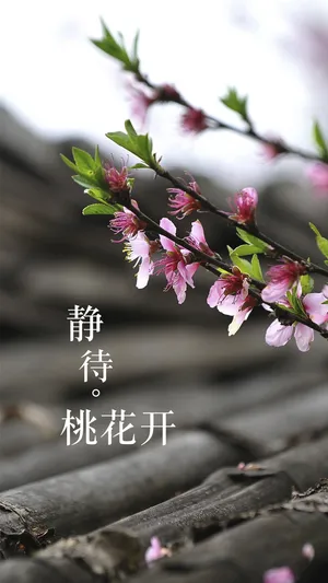 静待桃花开