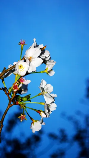 破晓时分的樱花